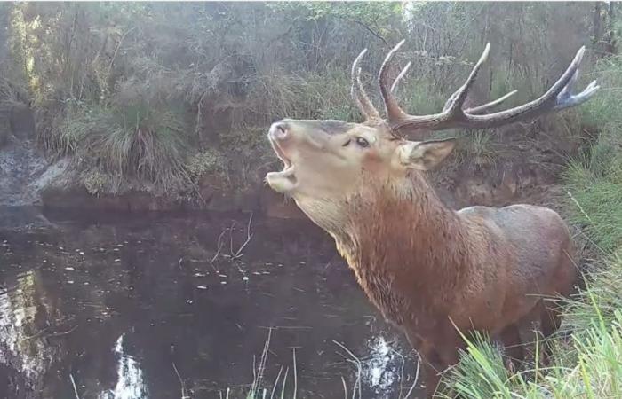 Einige Tipps, wie Sie dem Gebrüll der Hirsche im Wald der Landes lauschen können