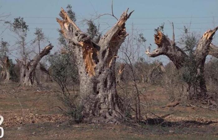 Schweizer Olivenölproduzenten kämpfen in Apulien gegen Xylella-Bakterien – rts.ch