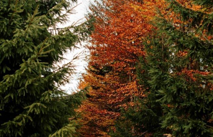 Die besten Wanderungen in Belgien, um die Herbstfarben zu bewundern