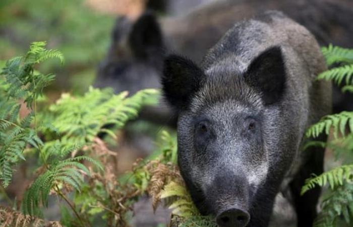 Zwei Tote bei einem Verkehrsunfall, die Möglichkeit einer Kollision mit Wildschweinen wird in Betracht gezogen