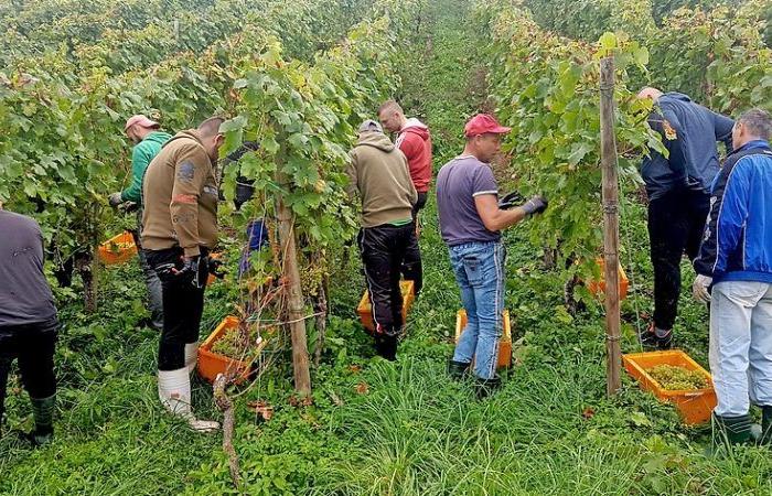 ein hartes Jahr an der Mosel