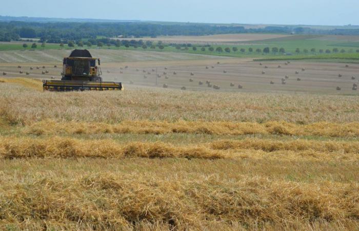 „Wenn eine Farm verschwindet, gewinnt niemand“