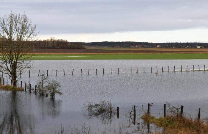 Regen-Überschwemmungs-Alarm: Panga, die von den Wellen in der Haute-Loire mitgerissene Kuh, hat nicht überlebt