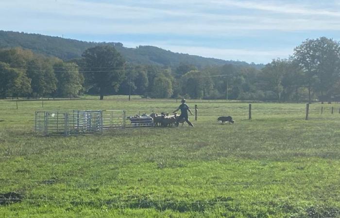 IM VIDEO – Ein Hütehundewettbewerb, der in diesem Dorf in Creuse organisiert wird