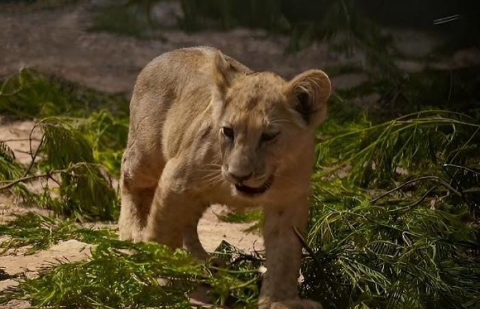 Neuigkeiten von Azaghar, dem Atlaslöwenjungen, das im Zoologischen Garten Rabat geboren wurde