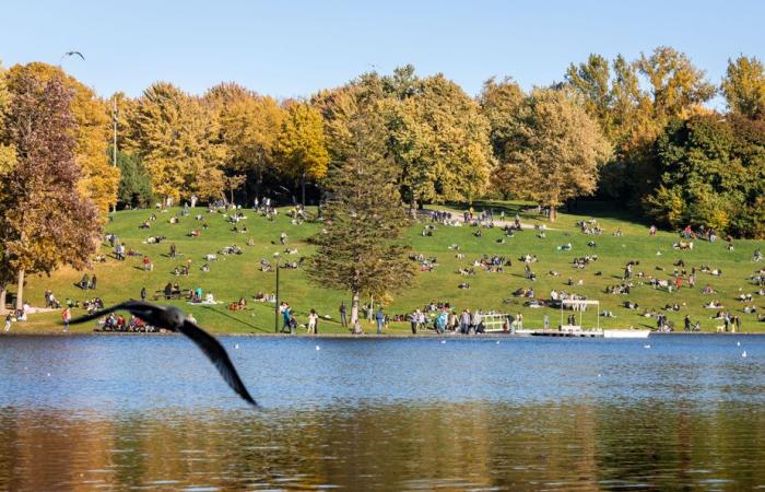 Ein idealer Herbstnachmittag im Mount Royal Park