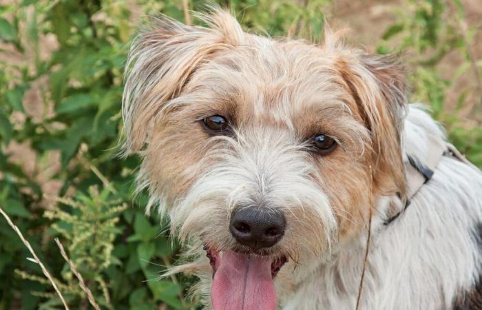 Ein Hund wurde gerettet, nachdem er 24 Stunden lang in einem unterirdischen Stollen feststeckte