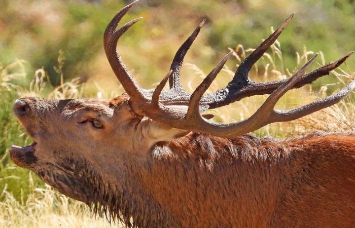 Das Brüllen der Hirsche: Eintauchen in die wilde Natur der Aude