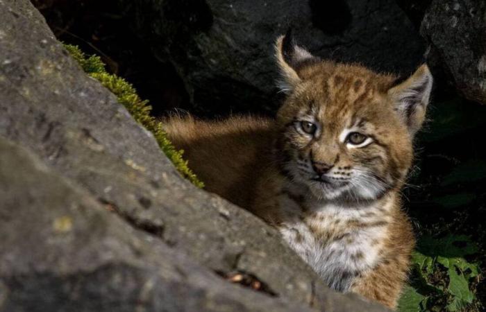 Bas-Rhin. Junger Luchs beim Spaziergang durch Minigolfplatz gefilmt