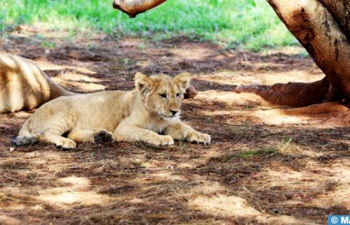 Azaghar, das neue Atlas-Löwenbaby, passt perfekt in seine Gruppe (Tierarzt im Zoologischen Garten Rabat)