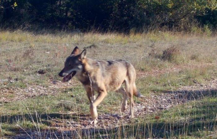 Nord-Hérault: Ein Wolf, fotografiert „am helllichten Tag, 300 m von den ersten Häusern des Dorfes entfernt“