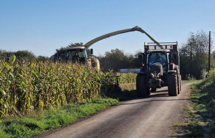 Maisernte in Orne: Die Böden sind feucht und die Traktoren stecken im Schlamm fest