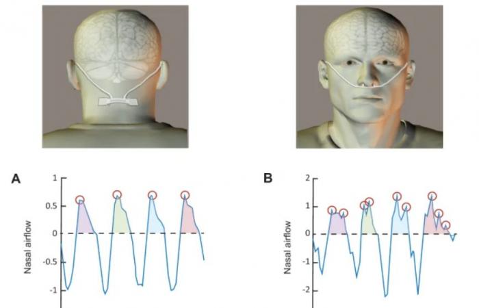 Laut einer Studie atmen Menschen ohne Geruchssinn (ganz) anders