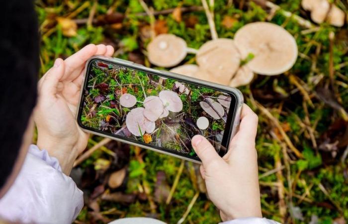 4 Anwendungen zur einfachen Identifizierung von Pilzen beim nächsten Sammeln