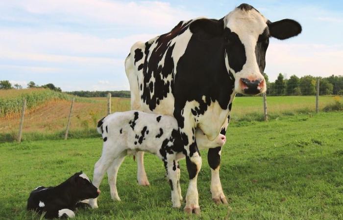 Warum ist nicht pasteurisierte Milch in Kanada illegal?