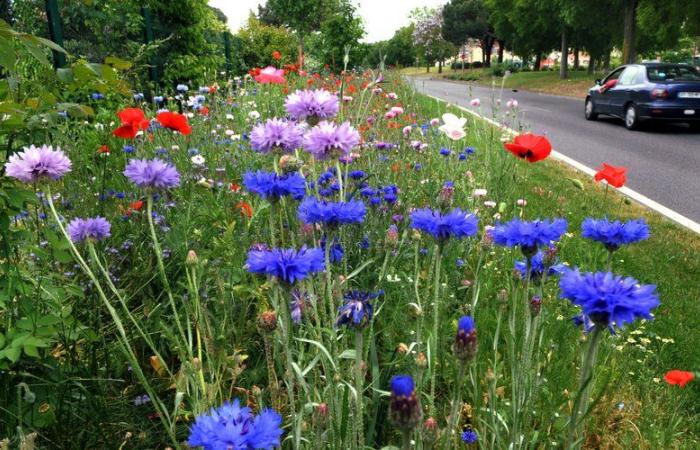 Cahors. Im Lot wächst auch die Französische Kornblume