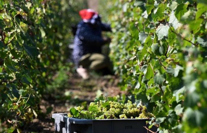 „Der Champagner ist auf Vorrat“