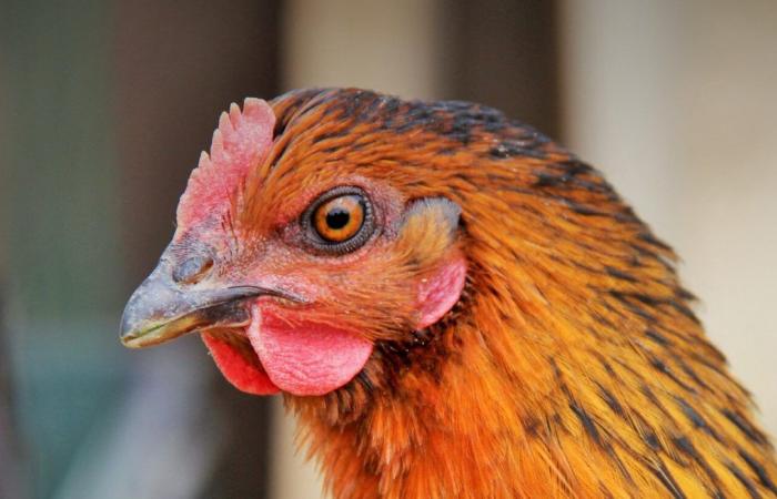 Verschmutzung. Dies ist, was Sie in der Luft in der Nähe einer Geflügelfarm in Tarn finden können