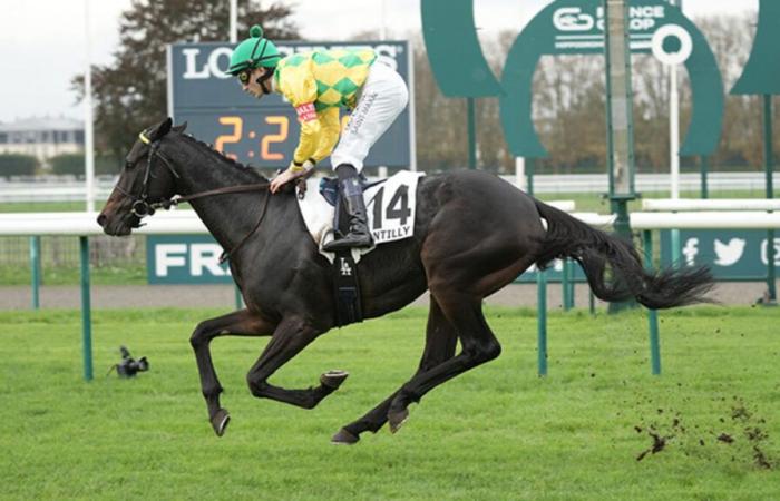 PMU – Ankunft der Quinté am Samstag, 26. Oktober in Chantilly: Pleaseman fliegt dem Erfolg entgegen