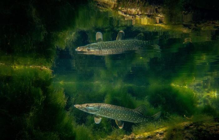 Faszinierendes Bild von Angoumoisin Frédéric Damato gewinnt Preis beim Unterwasserfotografie-Festival