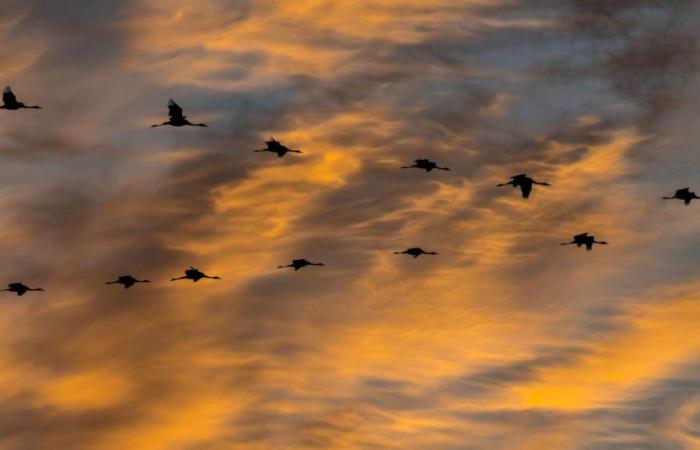 Außergewöhnlicher Vorbeiflug von Kranichen am Schweizer Himmel