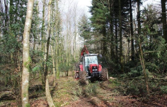 Côtes-D’Armor. Nach dem Hurrikan 1987 neu gepflanzte, bereits gefällte und verkaufte Eichen