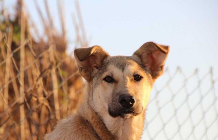 Polizeihunde finden zwei vermisste Personen … am selben Tag!