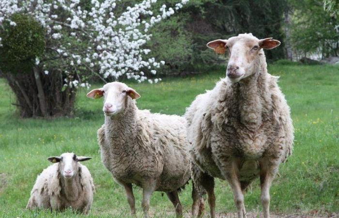 Die regulierte Zone für die Blauzungenkrankheit erstreckte sich auf das gesamte Aveyron