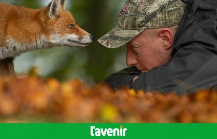 Erstaunliches Gesicht von Angesicht zu Angesicht zwischen dem Fuchs und dem Bilderjäger Maxime Bachely de Maubray