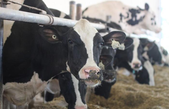 Der Milchpreis auf dem Bauernhof wird leicht sinken