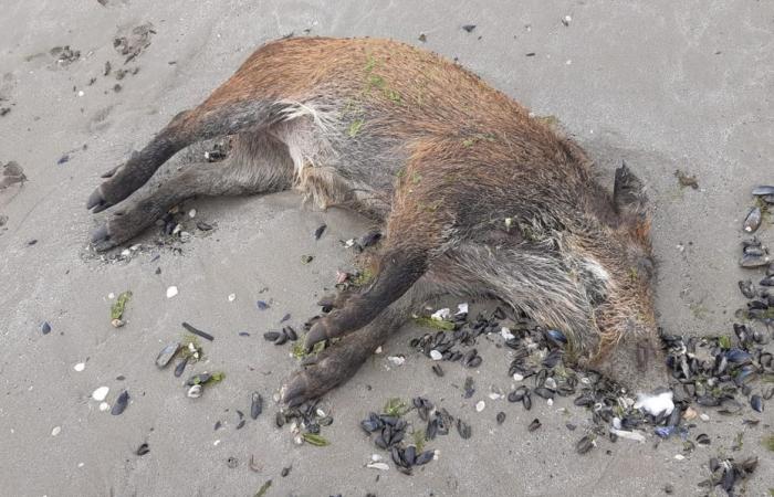 Wildschweine wurden tot an einem Strand in Hillion aufgefunden. Verbände vermuten Grünalgen und fordern Obduktionsergebnisse