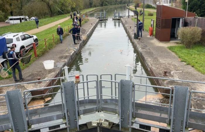 Drei Tonnen toter Fisch aus der Loing gefischt, Entleerung des Kanals angeordnet