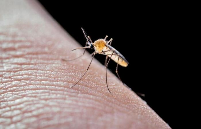 Dengue-Epidemie aktiv in Martinique, „sehr aktiv“ in Guadeloupe