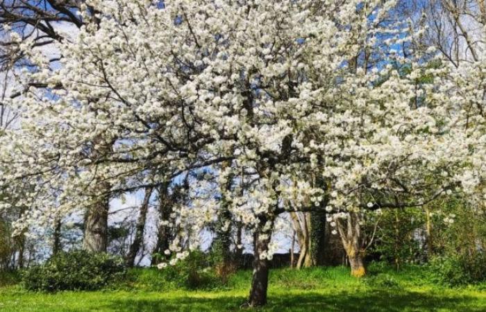 Nein zur Errichtung eines Photovoltaikparks in Sébécourt! Ja zur Erhaltung unserer natürlichen Umwelt!