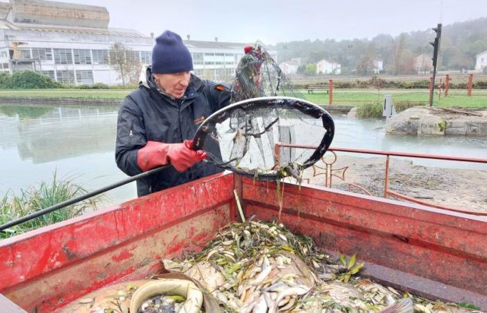 Verschmutzung des Loing-Kanals: Der Präfekt ordnet die Entleerung von für Fische tödlichem Wasser an