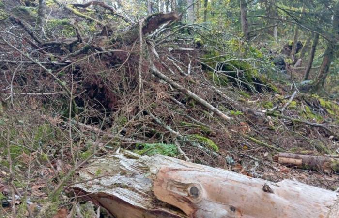 In der Bretagne erwacht die Natur ein Jahr nach dem Sturm Ciaran zu neuem Leben