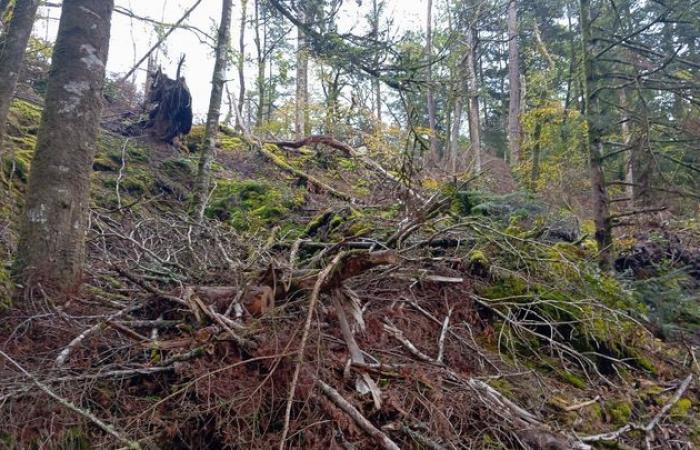 In der Bretagne erwacht die Natur ein Jahr nach dem Sturm Ciaran zu neuem Leben