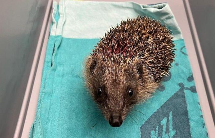 Das Zentrum Landes Paloume organisiert eine Futteraktion für die von ihm betreuten Igel