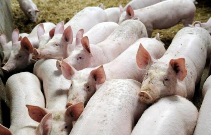 Ein industrielles Schweinestallprojekt mit einer Kapazität von 1.000 Schweinen sorgt in Vicq-sur-Breuilh für Zwietracht