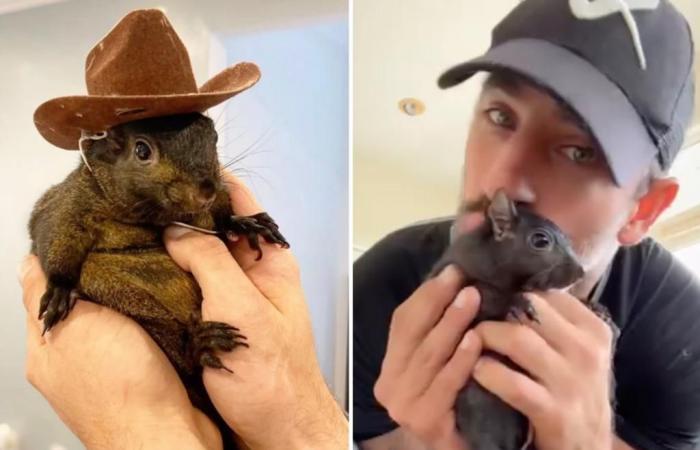 Peanut das Eichhörnchen, geliebtes Haustier und Internet-Sensation, vom Staat New York hingerichtet