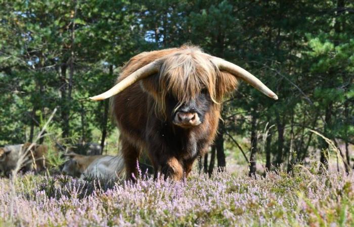 Ideen für Ausflüge im Cantal: unsere Auswahl vom 1. bis 3. November