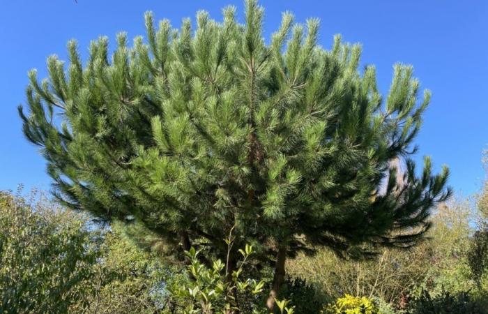 La Folêterie, ein außergewöhnlicher Garten in Orne, der seit 30 Jahren mit Liebe gestaltet wurde