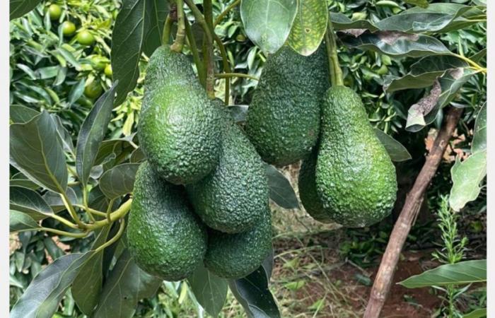 „Die Entschlossenheit der Kunden, die Preise für marokkanische Avocados zu senken, ist offensichtlich“