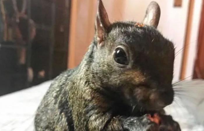 Social-Media-Star Peanut the Squirrel von New Yorker Behörden beschlagnahmt