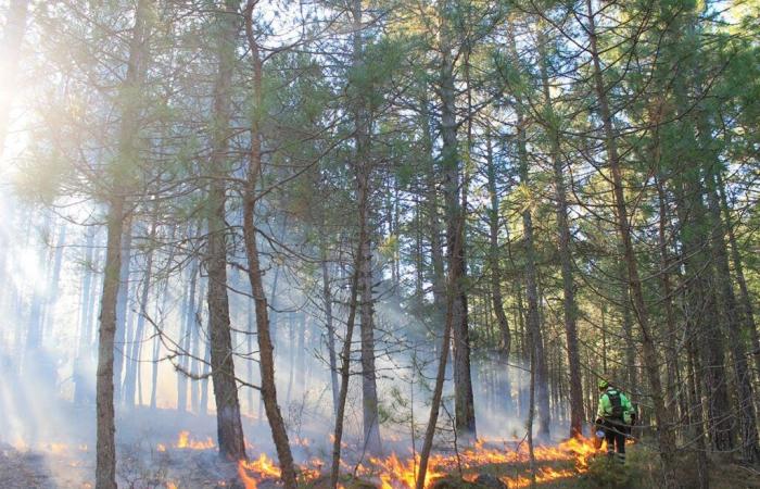 Wissenschaftler schlagen Alarm wegen des Zustands der Landwälder