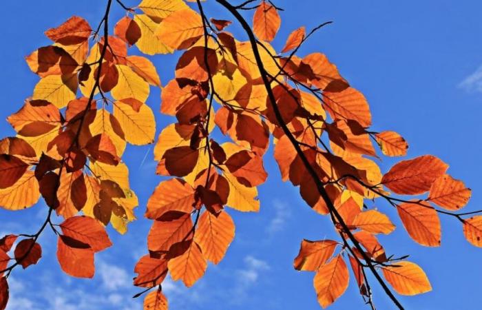 Hitze im Süden, Lichtungen in der Nordhälfte … Welches Wetter können wir an diesem Allerheiligen-Wochenende erwarten?