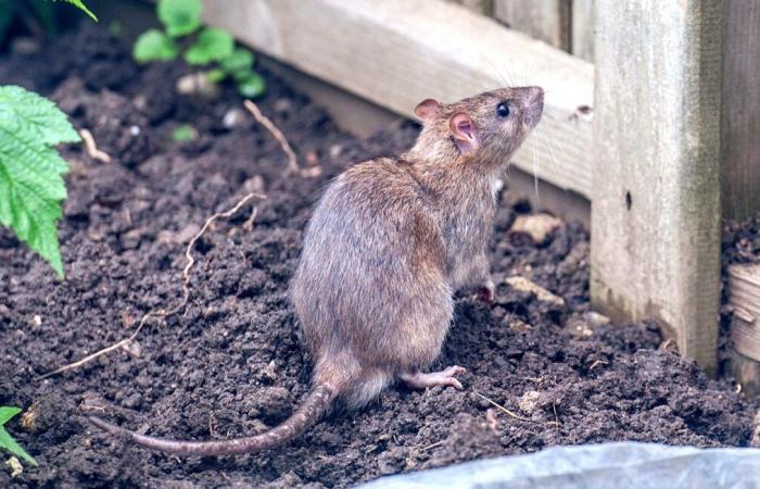 Die Bewohner dieser Stadt befürchten eine Ratteninvasion