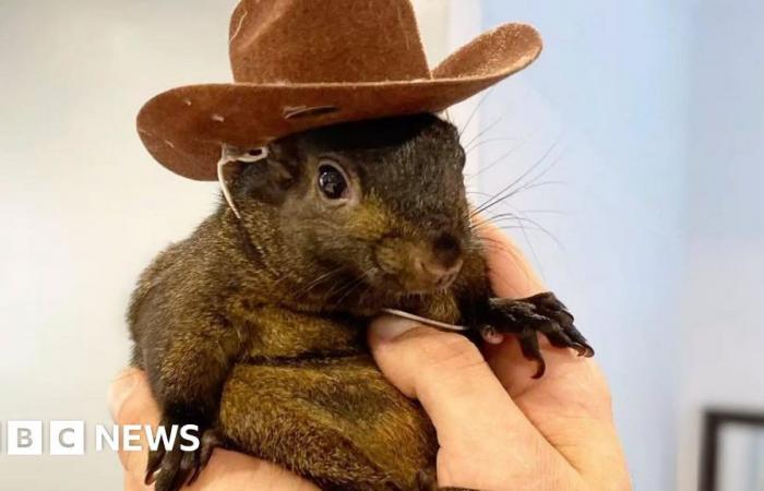 US-Behörden beschlagnahmen Instagram-berühmtes Eichhörnchen