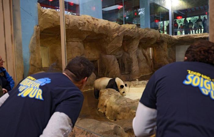 in der Privatsphäre des Zoos von Beauval mit den Pandas