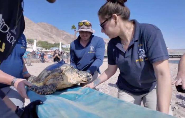 Naturschützer lassen gefährdete Karettschildkröten im Roten Meer frei